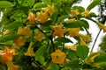 Brugmansia or Angels Trumpets Royalty Free Stock Photo