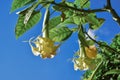 Brugmansia arborea angel`s trumpet Royalty Free Stock Photo