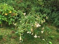 Brugmansia Arborea, the Angel Trumpet Royalty Free Stock Photo