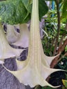 Brugmansia arborea, angel's trumpet, or in Indonesia called kecubung is a species of flowering plant in the family Solanaceae Royalty Free Stock Photo