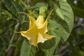 Brugmansia aurea, golden angels trumpet