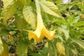 Brugmansia aurea, Golden Angels Trumpet