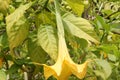 Brugmansia aurea, Golden Angels Trumpet