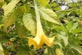 Brugmansia aurea, Golden Angels Trumpet