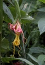 Brugmansia Starburst Angel Trumpet Starting to Bloom