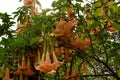 Brugmansia or Angels Trumpets Royalty Free Stock Photo