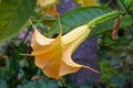 Brugmansia or Angels Trumpets Royalty Free Stock Photo