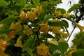 Brugmansia or Angels Trumpets Royalty Free Stock Photo