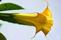 Brugmansia or Angels Trumpets