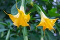 Brugmansia Royalty Free Stock Photo