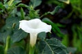 Brugmansia Datura Angel`s Trumpet flower in summer garden