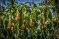 Brugmansia flowers Royalty Free Stock Photo