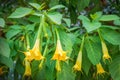 Brugmansia flowers Royalty Free Stock Photo