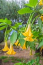 Brugmansia flowers Royalty Free Stock Photo