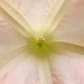Brugmansia. Angel`s Trumpet. close up view. Square photo image. Royalty Free Stock Photo