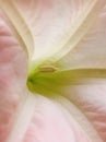 Brugmansia. Angel`s Trumpet. close up side view. Vertical photo image. Royalty Free Stock Photo