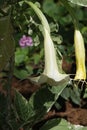 White / Cream Angel Trumpetflower Royalty Free Stock Photo