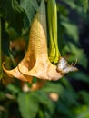 Angel`s Trumpet Flower with a White Peacock Butterfly Royalty Free Stock Photo