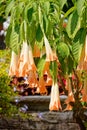 Brugmansia Rafaella Angel`s trumpets, Isle Mainau Royalty Free Stock Photo