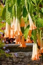 Brugmansia Rafaella Angel`s trumpets, Isle Mainau Royalty Free Stock Photo