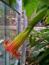 Brugmansia Sanguinea / Angel`s Trumpet by the Greenhouse