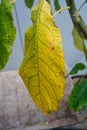 Brugmansia sanguinea solanaceae blood red angel trompet plant from north columbia yellow leaf and tree trunk close up