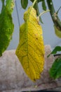 Brugmansia sanguinea solanaceae blood red angel trompet plant from north columbia yellow leaf and tree trunk close up