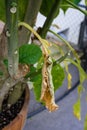 Brugmansia sanguinea solanaceae blood red angel trompet plant from north columbia yellow leaf and tree trunk close up