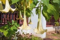 Brugmansia x candida Pers or AngelÃ¢â¬â¢s Trumpet flower