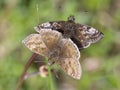 Bruin Dikkopje, Dingy Skipper, Erynnis tages Royalty Free Stock Photo