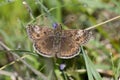 Bruin Dikkopje, Dingy Skipper, Erynnis tages