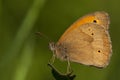 Bruin zandoogje, Meadow Brown, Maniola jurtina Royalty Free Stock Photo