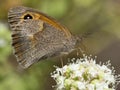 Bruin zandoogje, Meadow Brown, Maniola jurtina Royalty Free Stock Photo