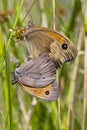 Bruin zandoogje, Meadow Brown, Maniola jurtina Royalty Free Stock Photo