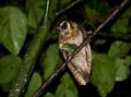 Bruine Bosuil, Brown Wood-owl, Strix leptogrammica