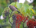 Brown Bullfinch, Pyrrhula nipalensis