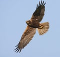 Bruine Kiekendief, Marsh Harrier, Circus aeruginosus, Circus aeruginosus Royalty Free Stock Photo