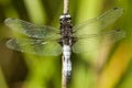 Bruine korenbout, Blue Chaser, Libellula fulva