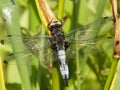 Bruine korenbout, Blue Chaser, Libellula fulva