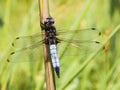 Bruine korenbout, Blue Chaser, Libellula fulva