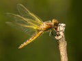 Bruine korenbout, Blue Chaser, Libellula fulva