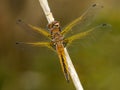 Bruine korenbout, Blue Chaser, Libellula fulva