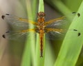 Bruine korenbout, Blue Chaser, Libellula fulva