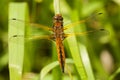 Bruine korenbout, Blue Chaser, Libellula fulva