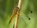 Bruine korenbout, Blue Chaser, Libellula fulva