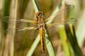 Bruine korenbout, Blue Chaser, Libellula fulva