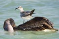 Bruine Pelikaan; Brown Pelican; Pelecanus occidentalis
