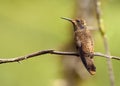 Bruine Violetoorkolibrie, Brown Violetear, Colibri delphinae