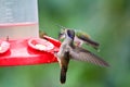 Bruine Violetoorkolibrie, Brown Violetear, Colibri delphinae