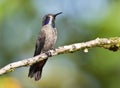 Bruine Violetoorkolibrie, Brown Violetear, Colibri delphinae Royalty Free Stock Photo